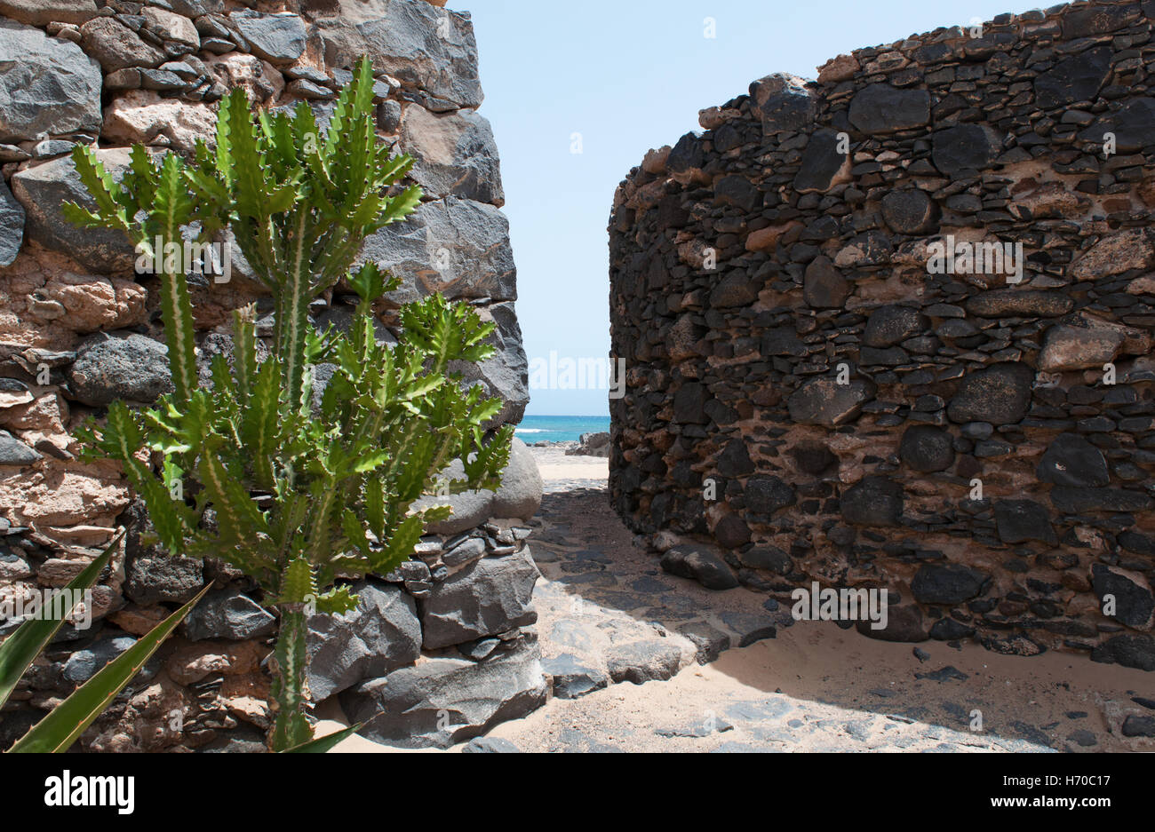Fuerteventura Isole Canarie, Nord Africa, Spagna: cactus e muro di pietra in un paesaggio marino Foto Stock