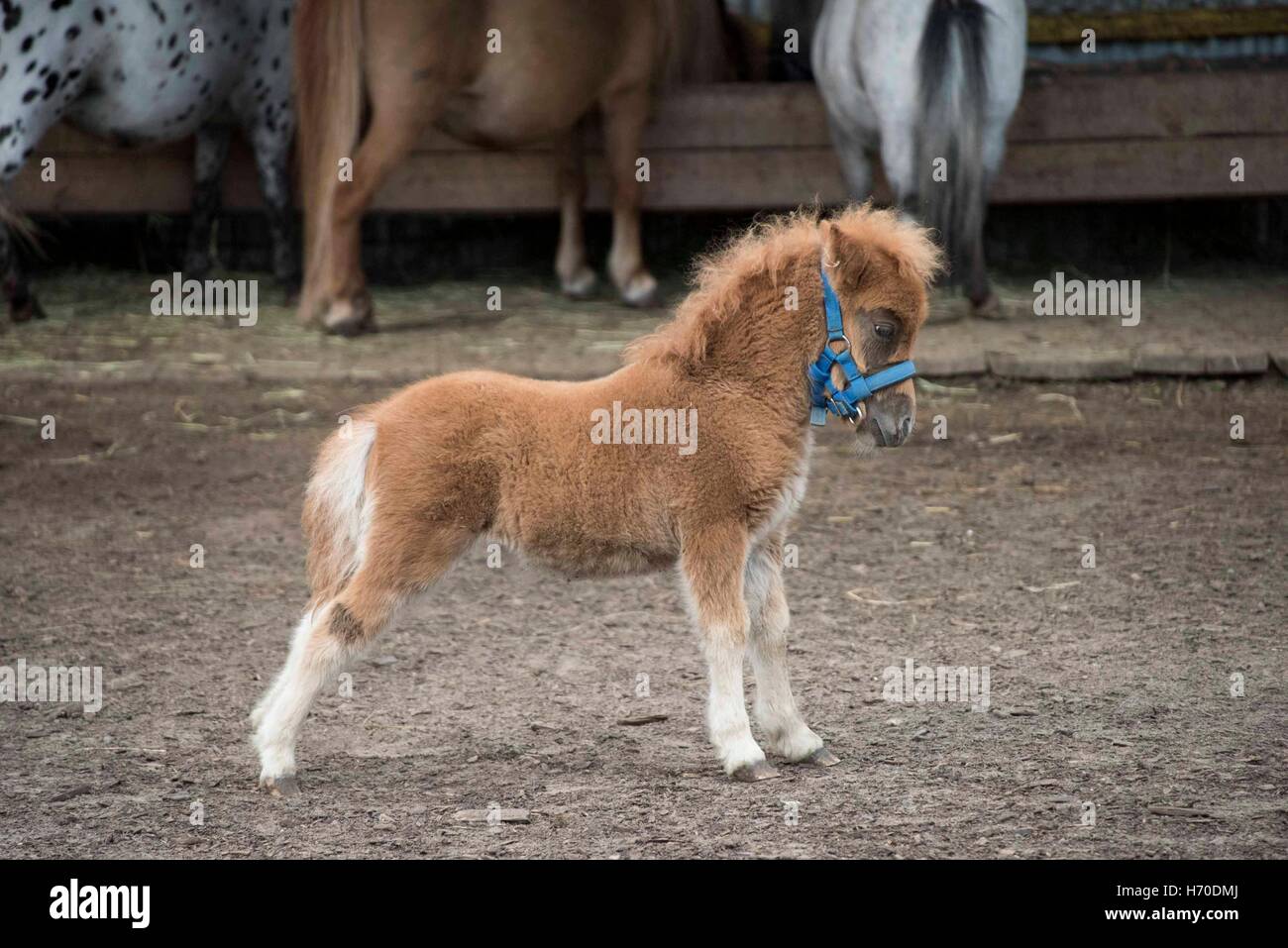 Mini dwarf cavallo in un pascolo in una fattoria. puledro mini cavallo. Foto Stock