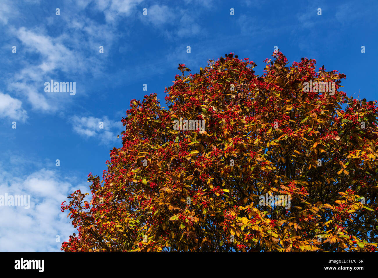 Albero in autunno foglie con un sacco di bacche rosse Foto Stock