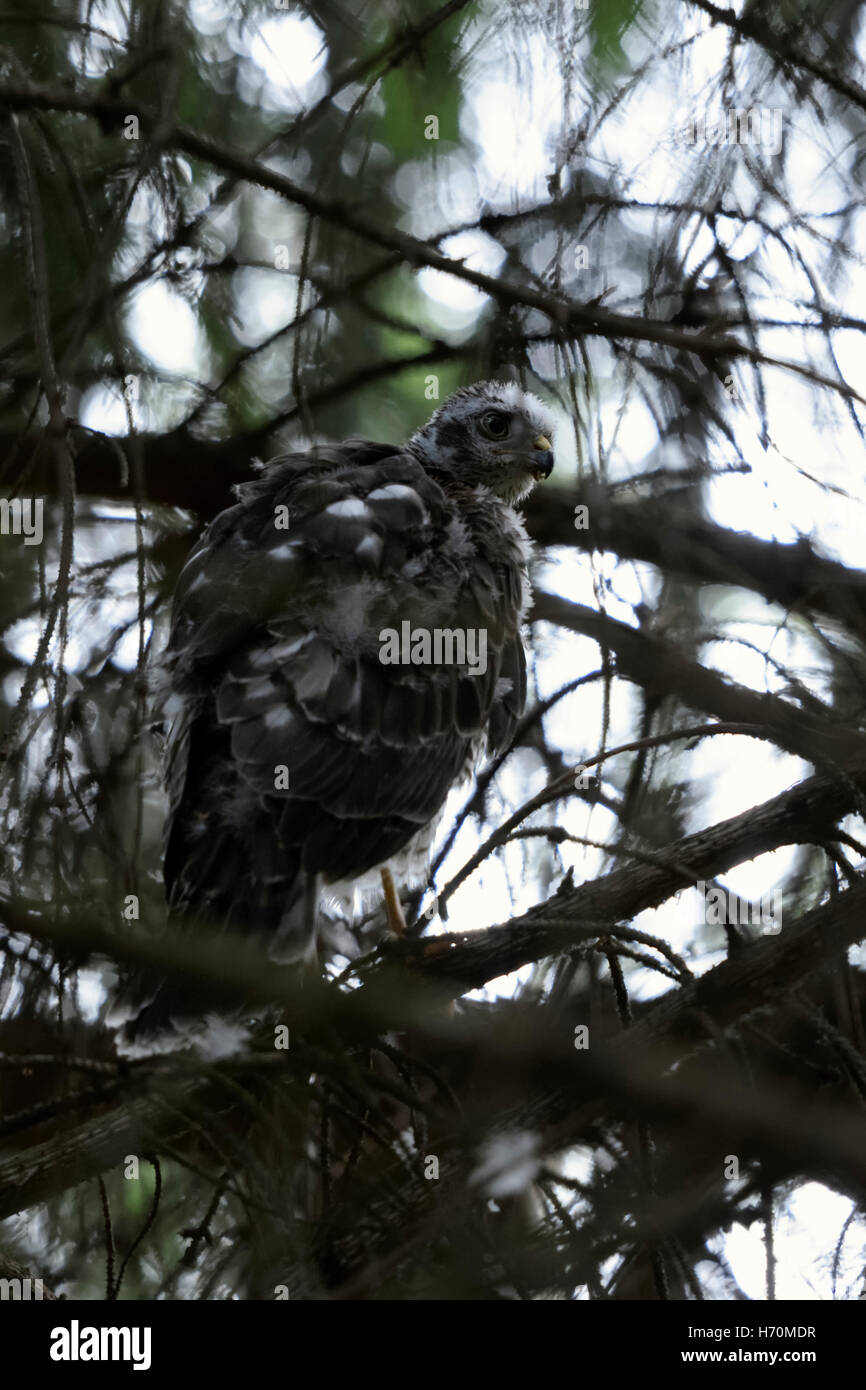 Sparrowhawk ( Accipiter nisus ), appena nato, giovane maschio, nascosto tra i rami, quasi invisibile, mimetismo perfetto, fauna selvatica, Europa. Foto Stock
