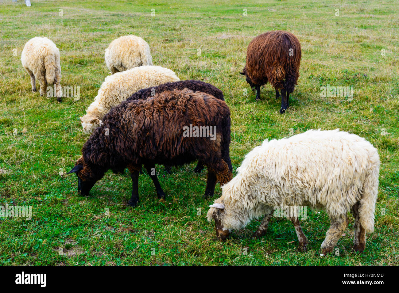 Ovini - questa è una forma addomesticata di wild le pecore di montagna Foto Stock