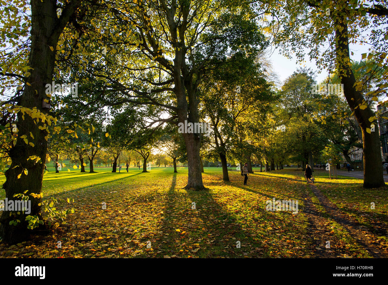 I Prati, Edimburgo, Scozia. La bassa autunno la luce del sole proietta ombre lunghe come essa brilla attraverso gli alberi in un giorno di novembre. Foto Stock