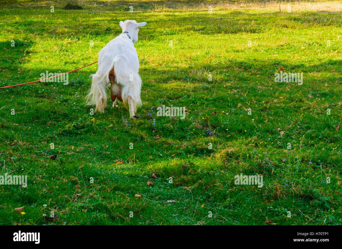 Capra è la più antica pet. I fornitori di materie prime preziose - peluria, capelli, pelle, prodotti lattiero-caseari Foto Stock