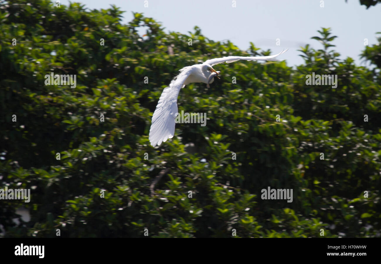 Heron in pieno volo con pesce nella sua bocca Foto Stock