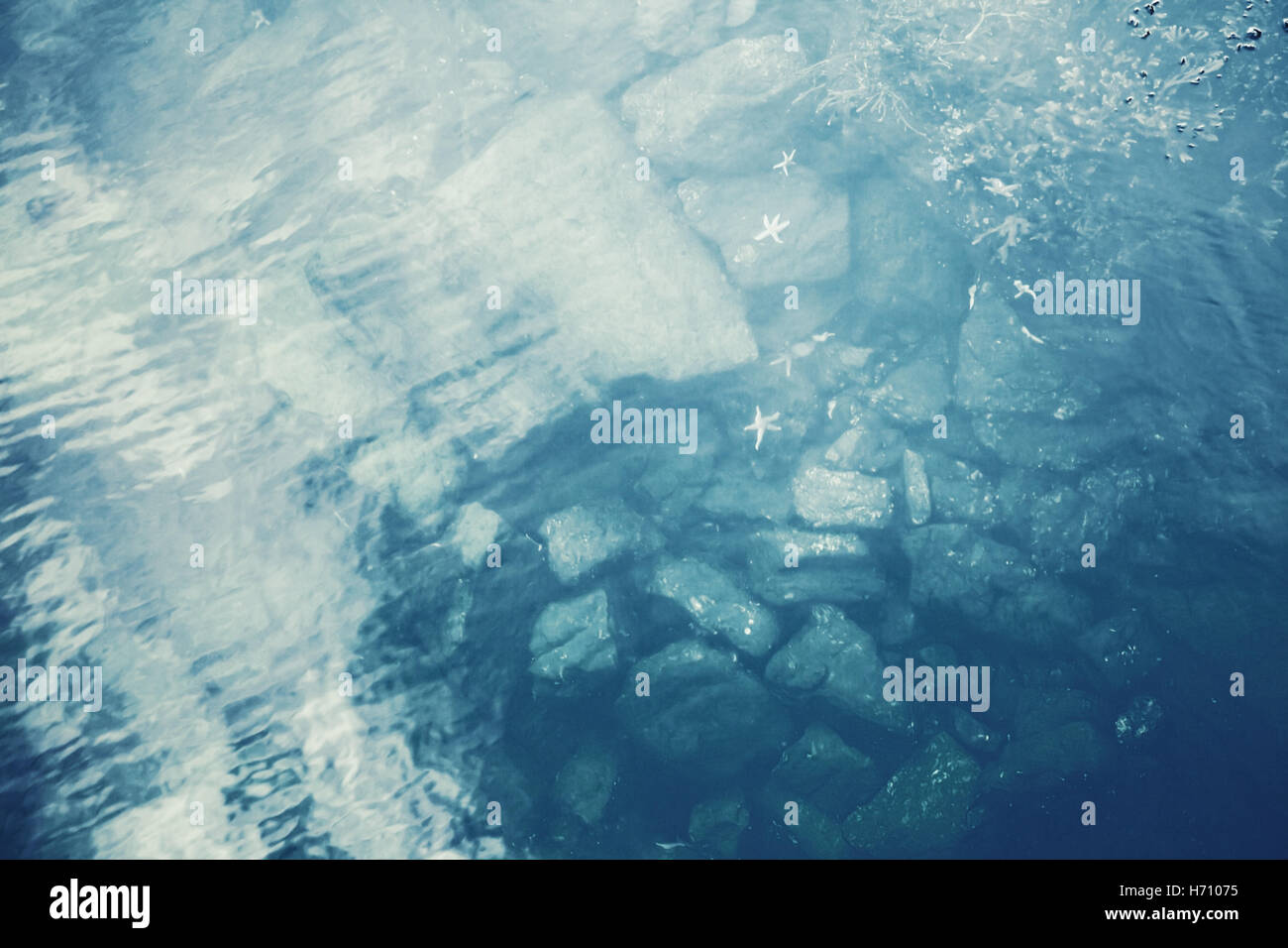 Sfocato Sfondo oceano. Mare blu acqua con pietre di subacquea, alghe e starfishes, Mare di Norvegia costa, Norvegia Foto Stock