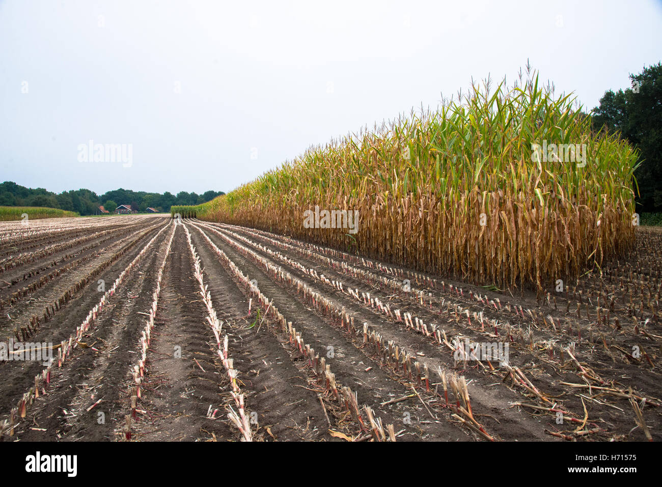 Campo con mais e piante tagliate Foto Stock