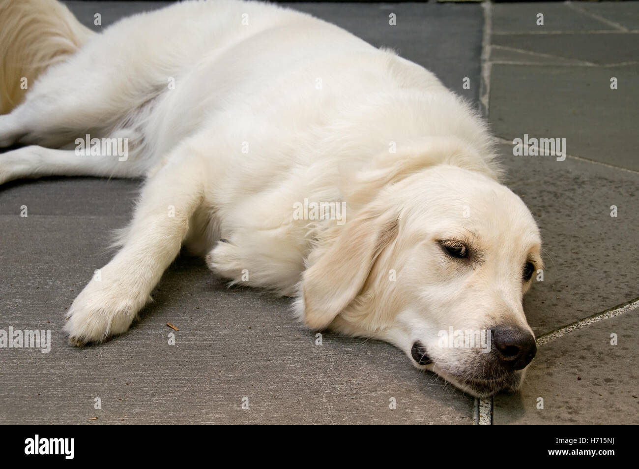 Si tratta di un inglese golden retriever cane, sdraiato, ancora sveglio, in un'immagine orizzontale. Foto Stock