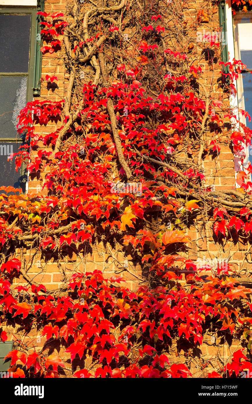 Red foglie d'edera in caduta alla costruzione Foto Stock