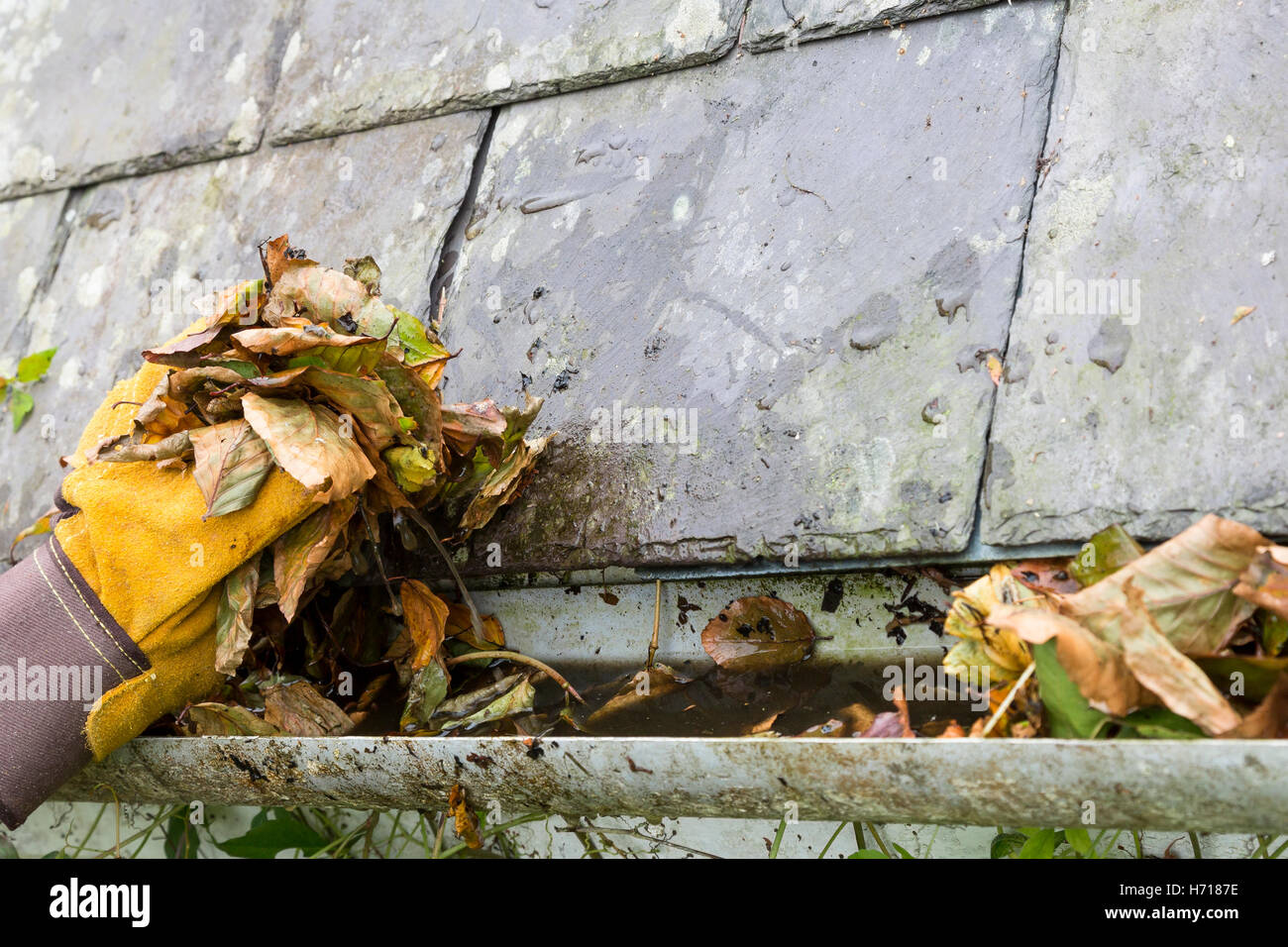 Pulizia bloccata di gronda con foglie Foto Stock