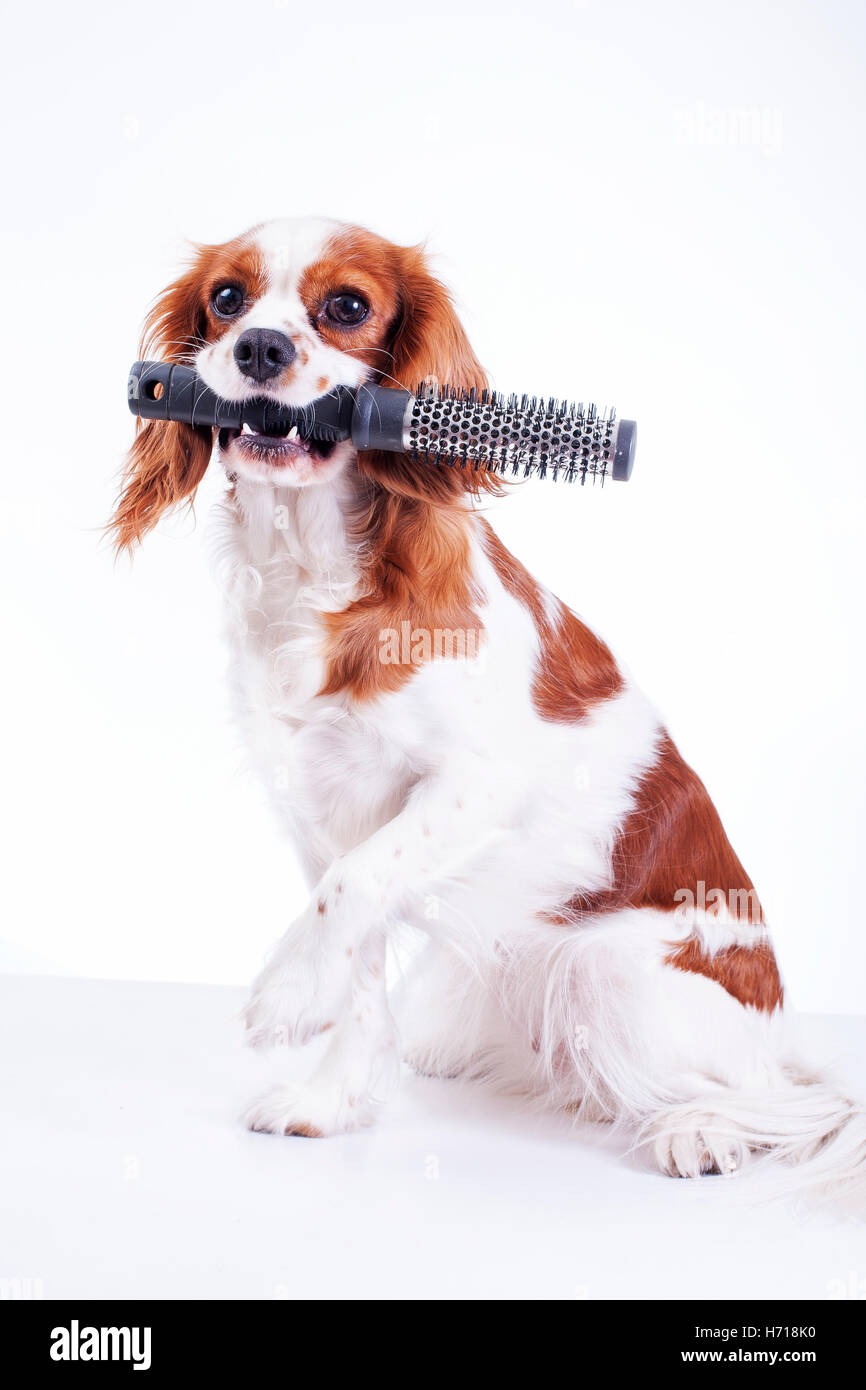 Cavalier King Charles Spaniel cane con spazzola per capelli pettine in  bianco di sfondo per studio Foto stock - Alamy