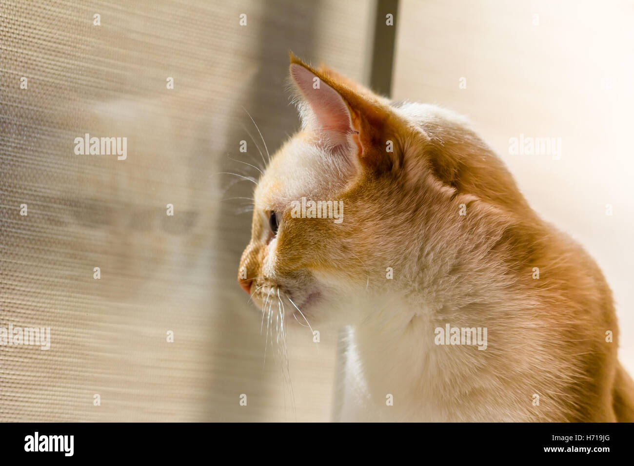 Cat a guardare fuori la finestra Foto Stock