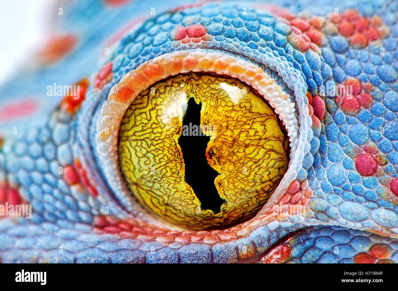 Colorato Toke gecko dell occhio incredibile macro Foto Stock