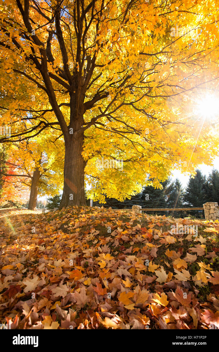 Sun sunny fasci di raggi solari raggi sunbeam luce rami di alberi a foglia Foglie di autunno cadono i colori di stagione colorato di giallo arancione rosso Foto Stock