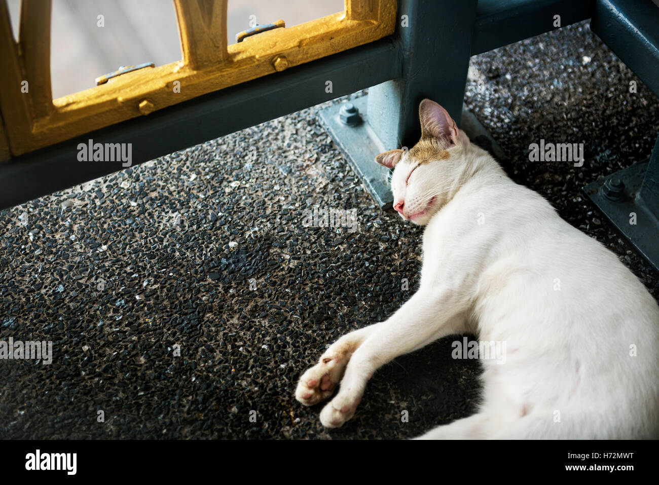 Gattino dormire sentiero su strada il concetto di origine animale Foto Stock