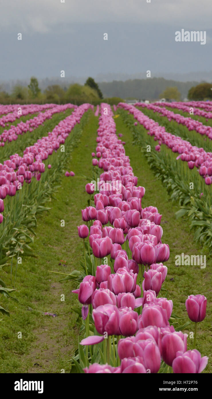 Righe di tulipani rosa che si estende fino all'orizzonte con pioggia pozzanghere nei solchi tra le righe. Foto Stock