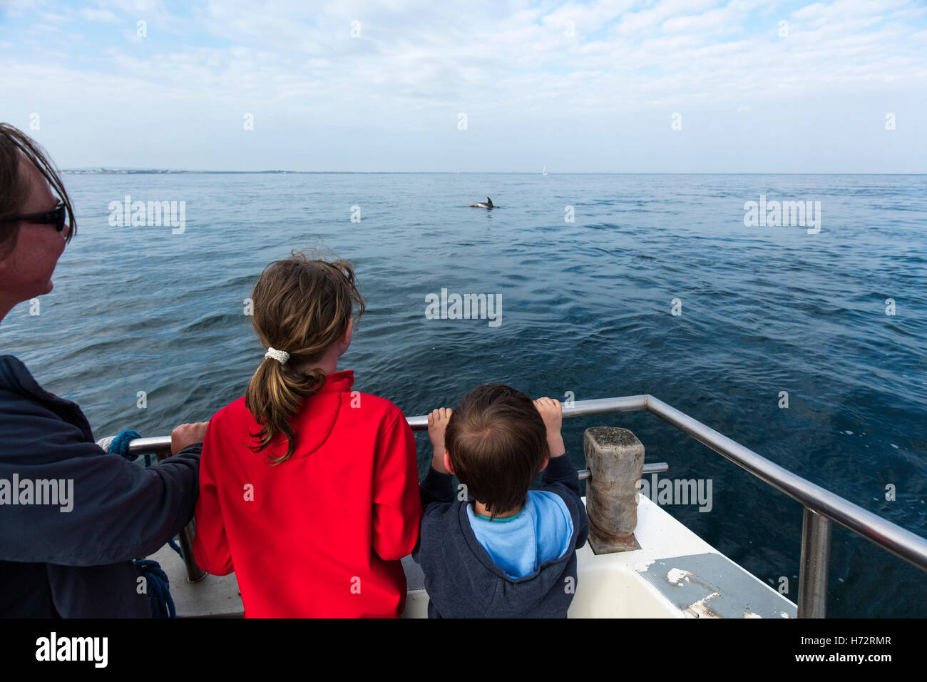 Osservazione dei delfini vicino le isole Saltee, County Wexford, Irlanda. Foto Stock