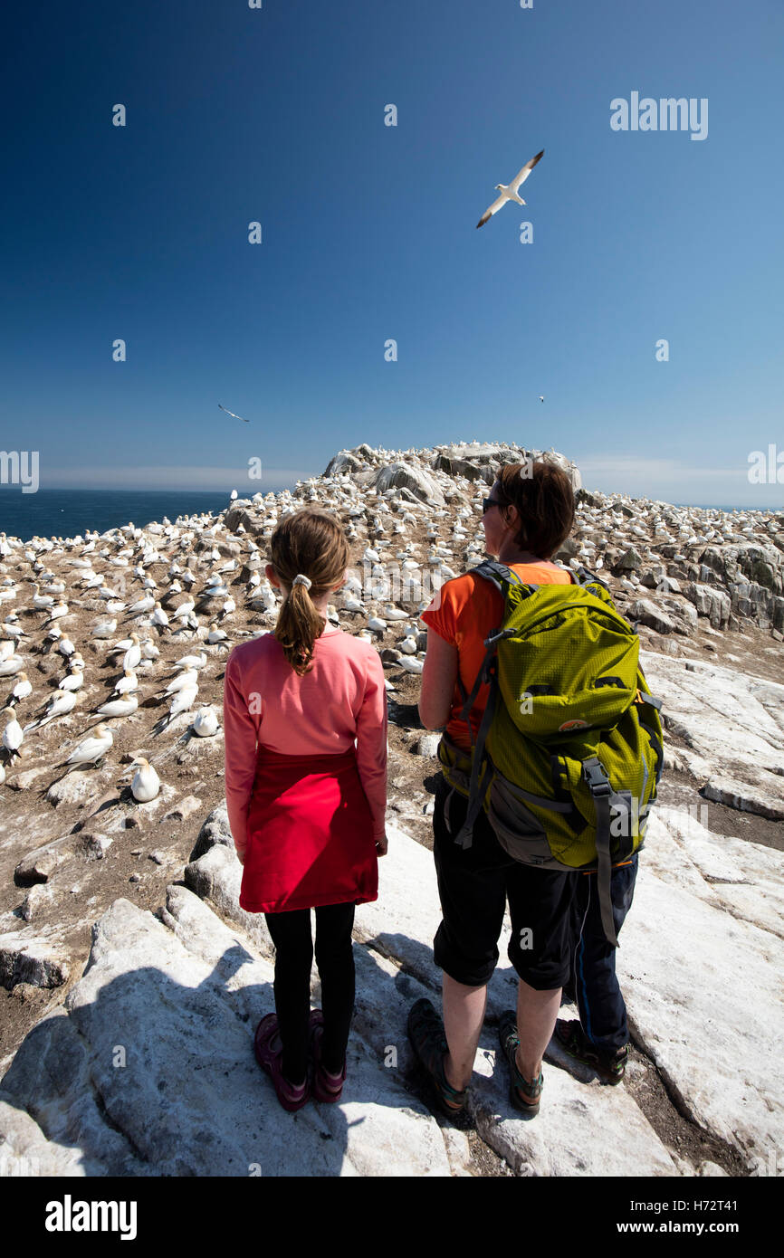 Visitatori accanto al gannet colonia, grande isola Saltee, County Wexford, Irlanda. Foto Stock