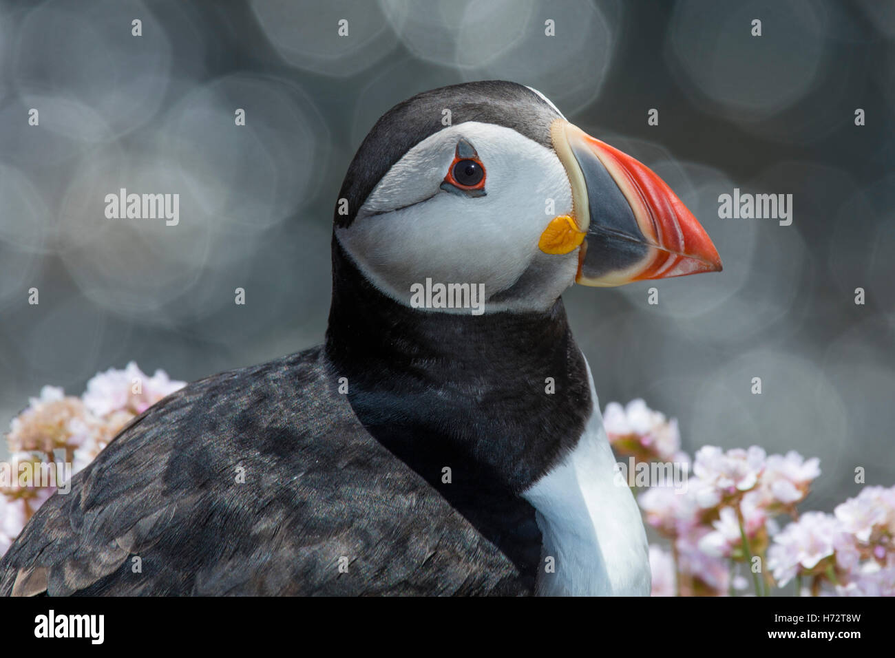 Atlantic puffin (fratercula arctica) e parsimonia fiori sulla Grande Isola Saltee, County Wexford, Irlanda. Foto Stock