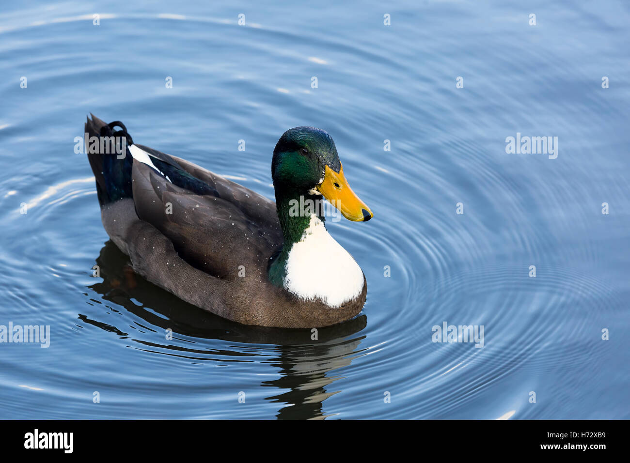 Maschio di Mallard Duck nuotare in un lago in Oregon Foto Stock