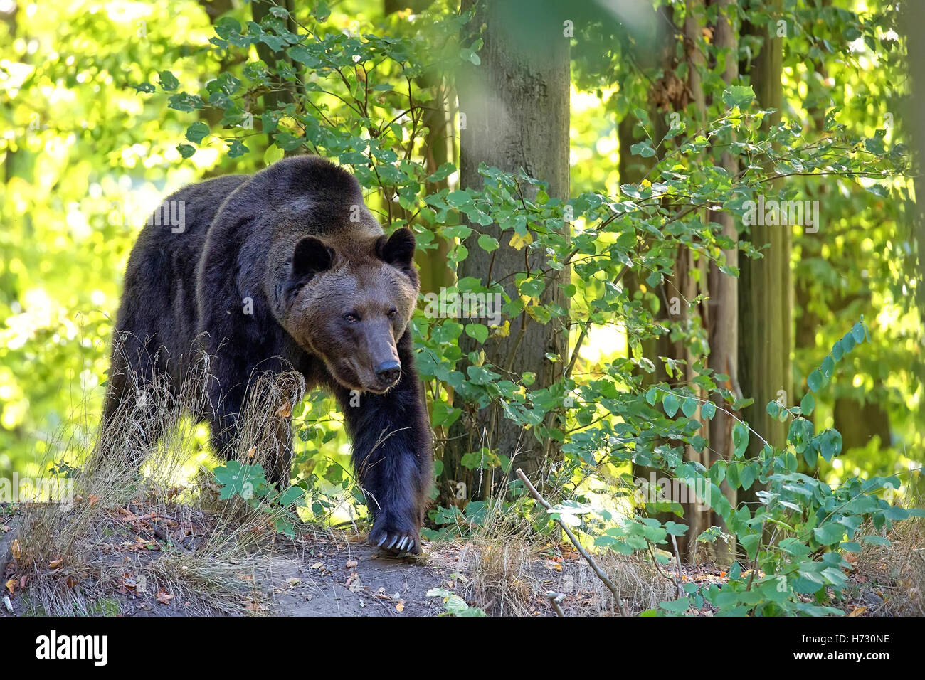 Orso bruno in foresta selvaggia Foto Stock