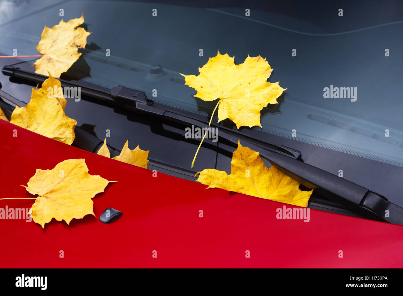 Caduto Foglie di autunno sul parabrezza per auto Foto Stock