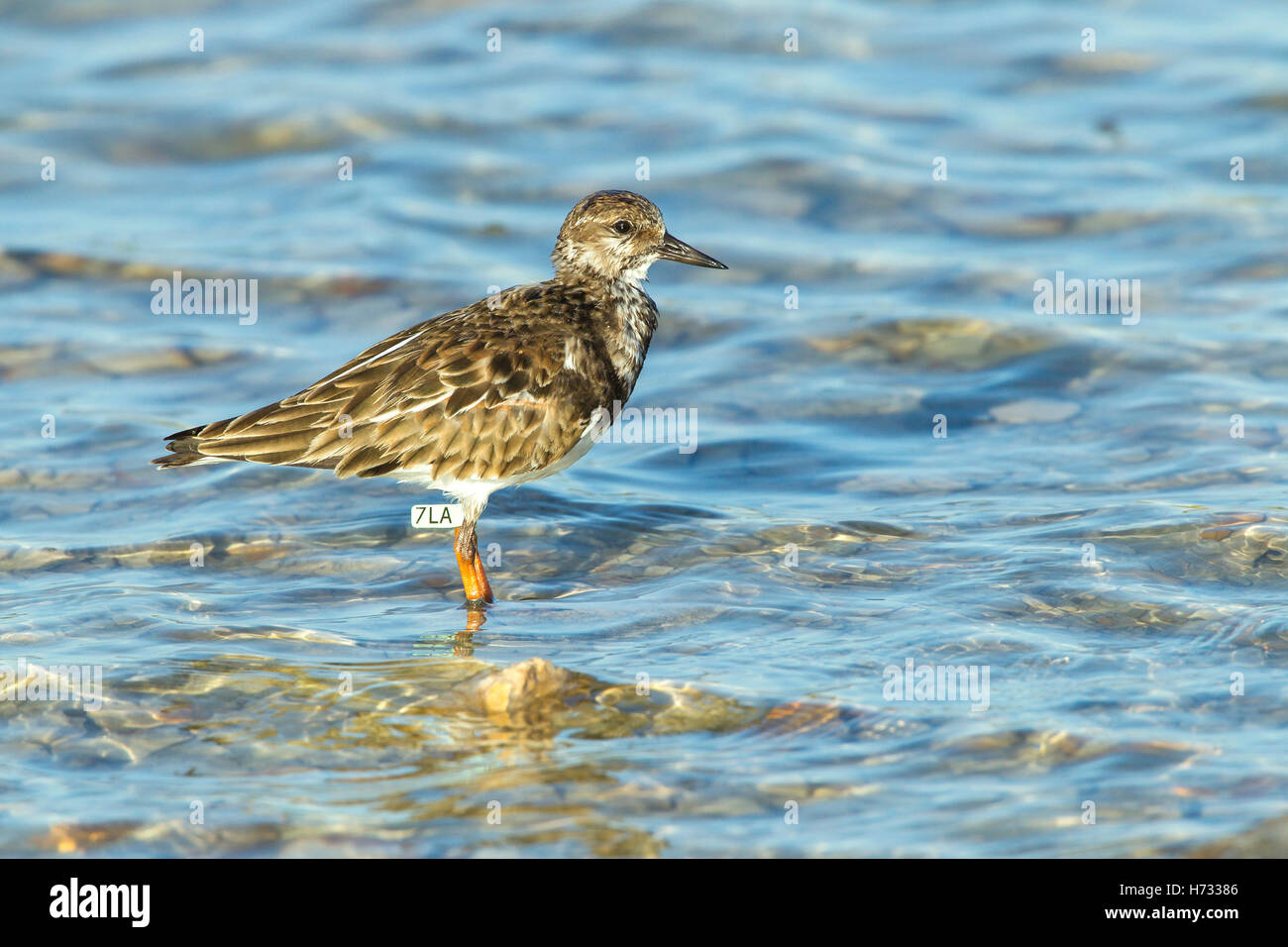 Voltapietre (Arenaria interpres) adulto in piedi in acqua poco profonda, Isole Turks e Caicos, dei Caraibi Foto Stock