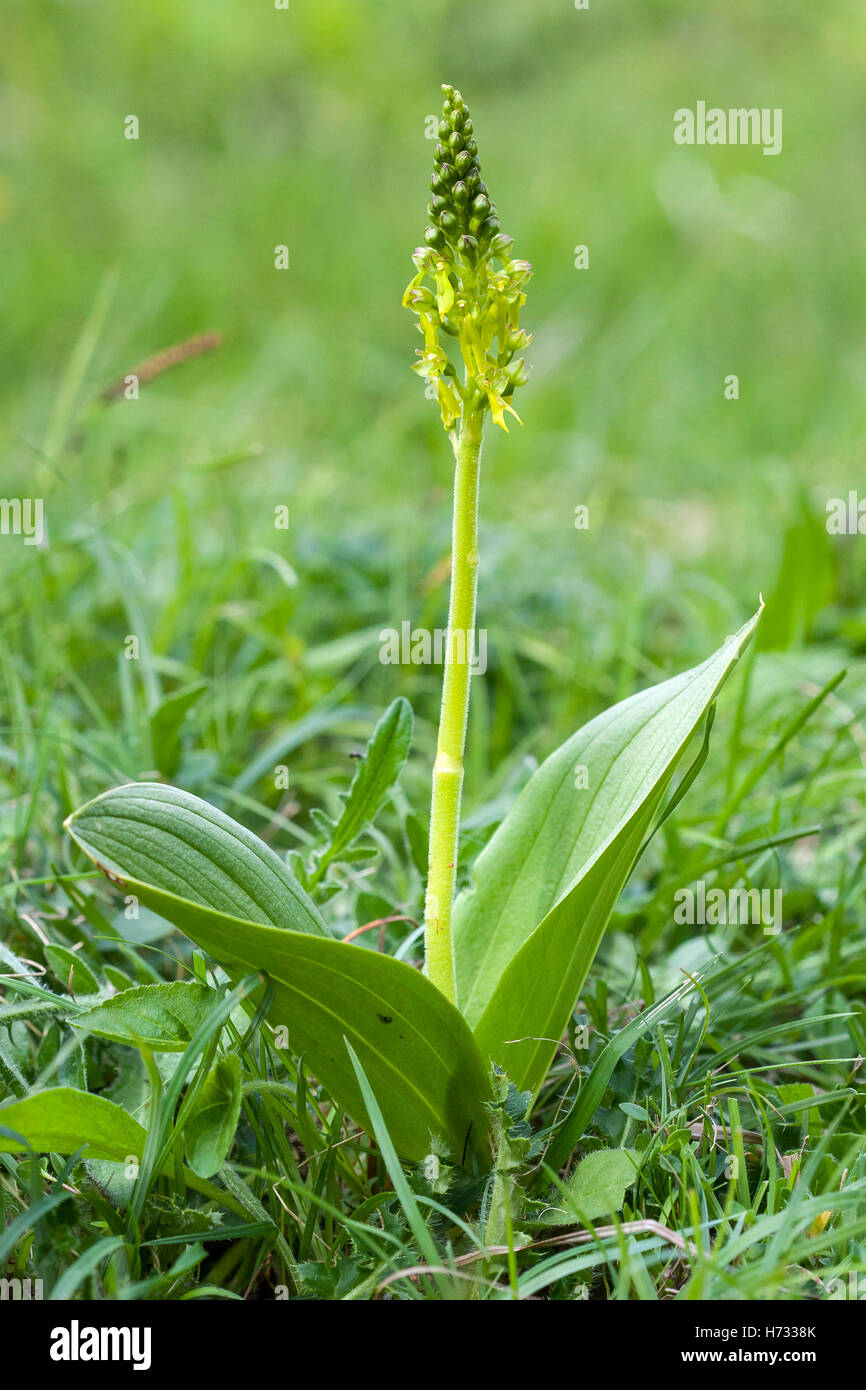 Twayblade comune (Neottia ovata) fiore cresce in riserva naturale, Bedfordshire, England, Regno Unito Foto Stock