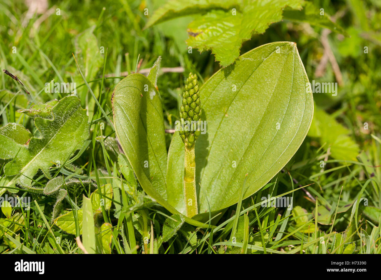 Twayblade comune (Neottia ovata) fiore cresce in riserva naturale, Bedfordshire, England, Regno Unito Foto Stock