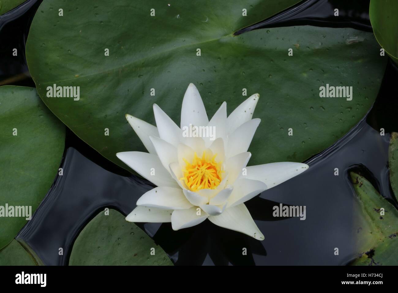 Ninfea nel laghetto in giardino disponibili in alta risoluzione e di diverse dimensioni per adattarsi alle esigenze del vostro progetto Foto Stock