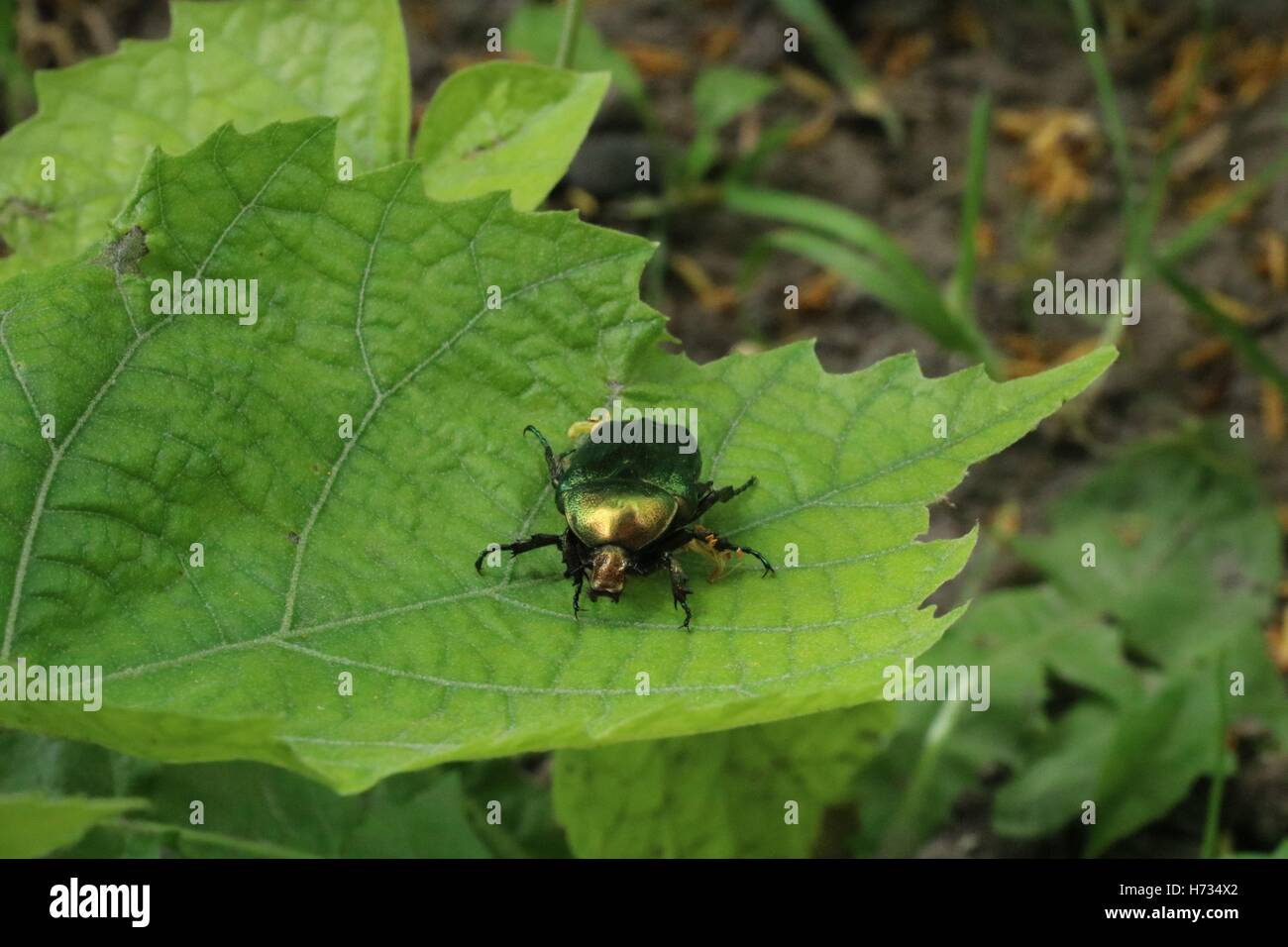 Verde insetto bug sulla foglia verde disponibili in alta risoluzione e di diverse dimensioni per adattarsi alle esigenze del vostro progetto Foto Stock