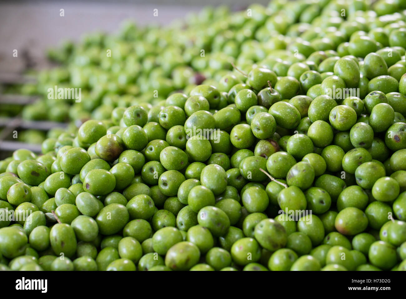 Olive verdi per la produzione di petrolio Foto Stock