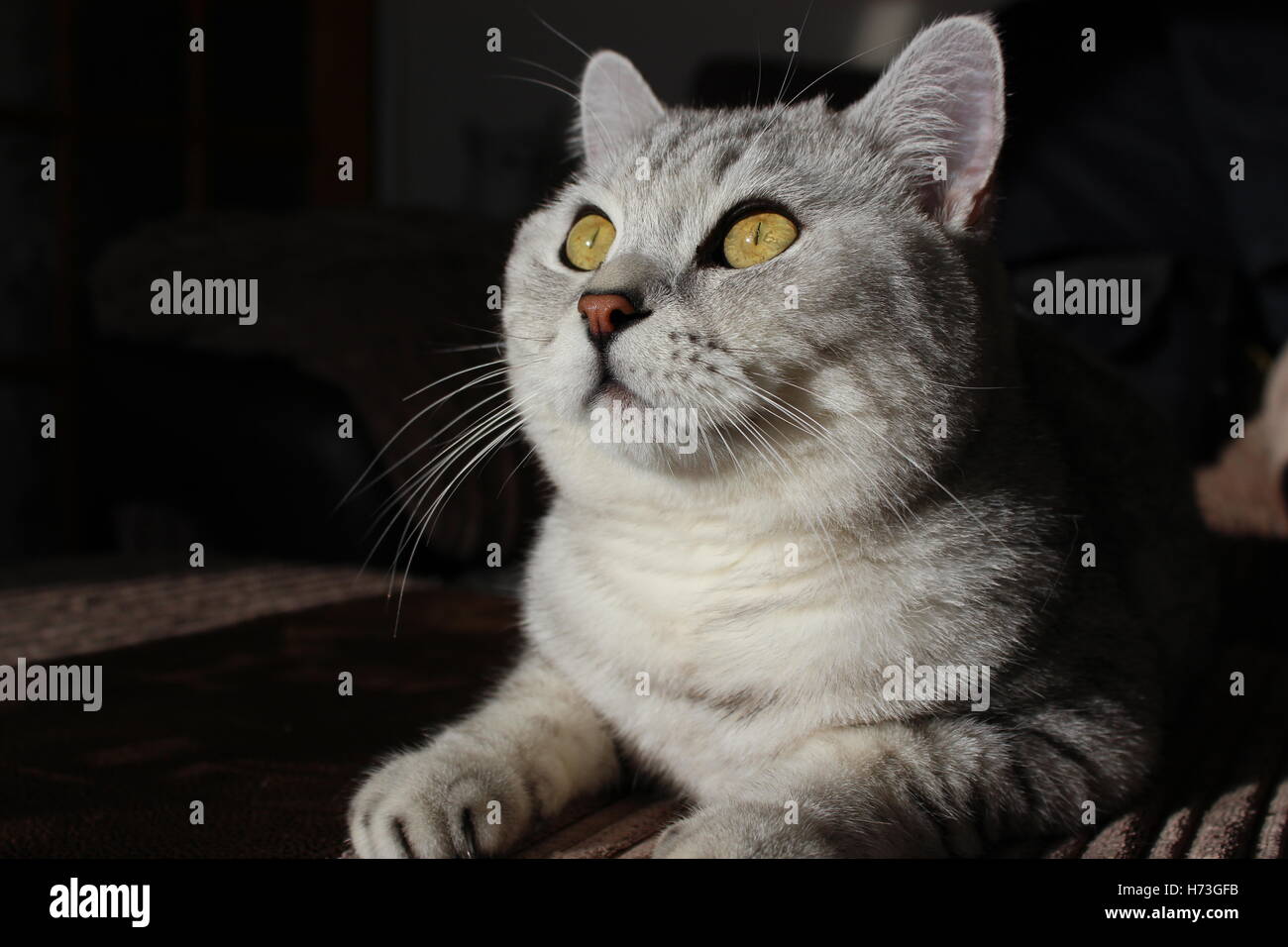 British Shorthair cat con sfondo scuro Foto Stock