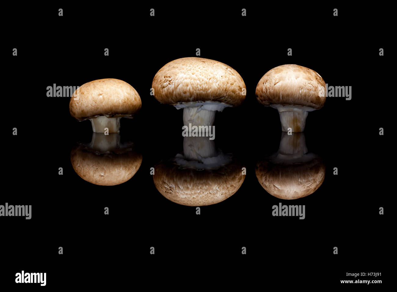 Tre freschi champignon marrone in fila isolato nero su sfondo riflettente Foto Stock