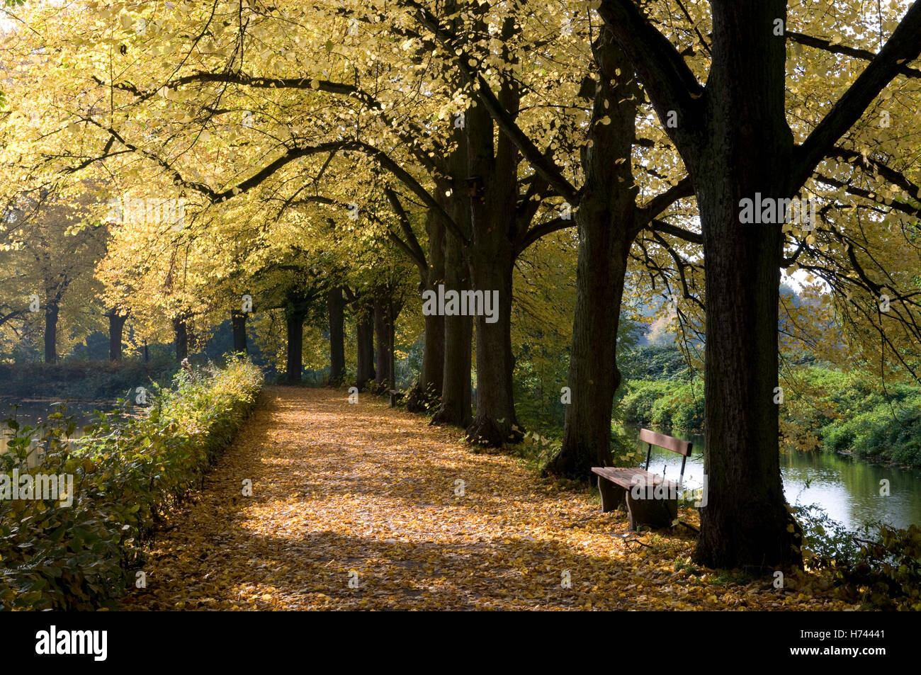 Viale alberato presso il fiume Stever in Luedinghausen, Muensterland regione Renania settentrionale-Vestfalia Foto Stock