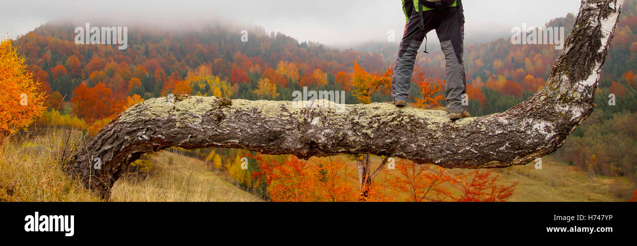 Escursionista sul tronco di betulla ammirare colorate paesaggio forestale view.L'attività all'aperto Foto Stock
