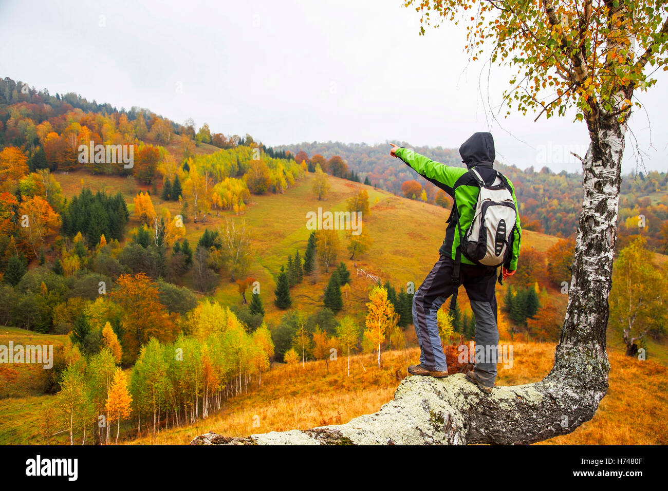 Escursionista sul tronco di betulla ammirare colorate alberi e prati panorama.L'attività all'aperto Foto Stock