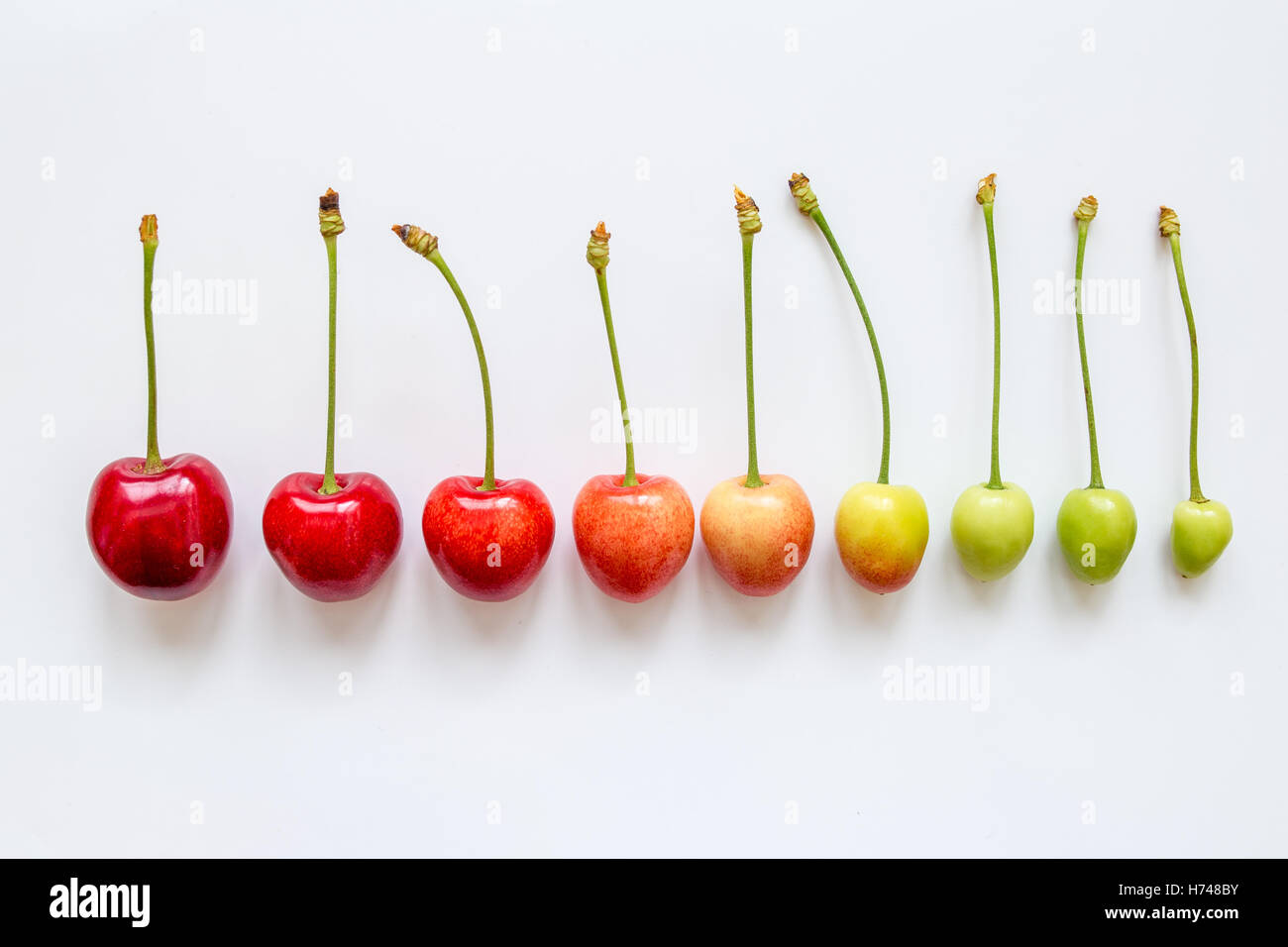 La crescita della ciliegia (sfondo bianco Foto stock - Alamy