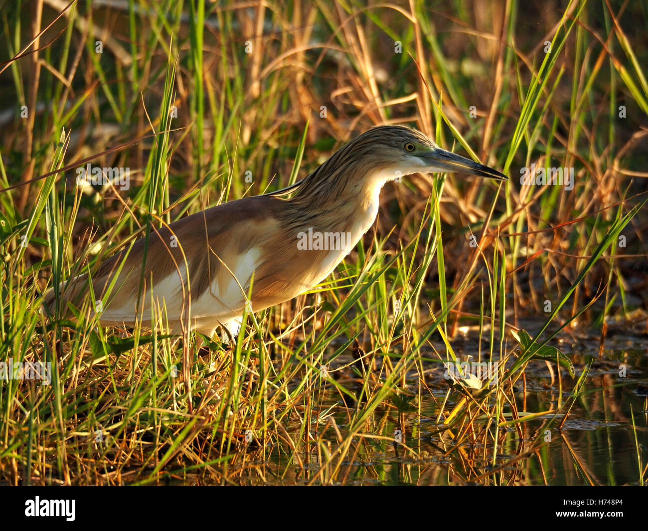 Sgarza ciuffetto (Ardeola ralloides) pesca in reedy margini di Lake Baringo in Kenya la Rift Valley in Africa in morbida luce mattutina Foto Stock