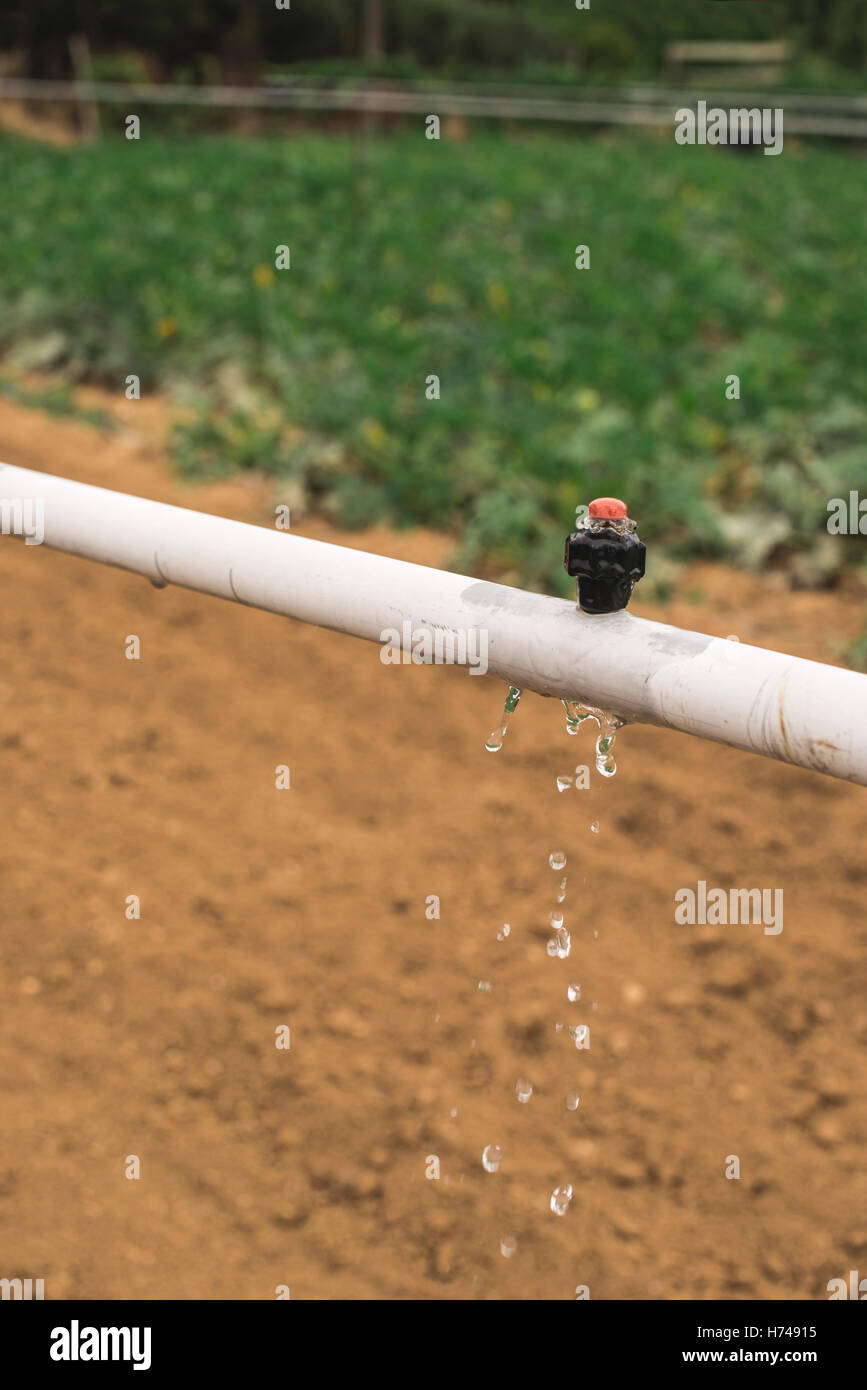 Zucchine di irrigazione. Settore agricolo Foto Stock