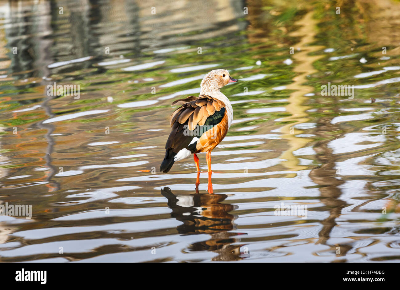 Oca Orinoco (Neochen jubata) in piedi in acqua poco profonda a Wildfowl and Wetlands Trust, Arundel, West Sussex, Regno Unito Foto Stock