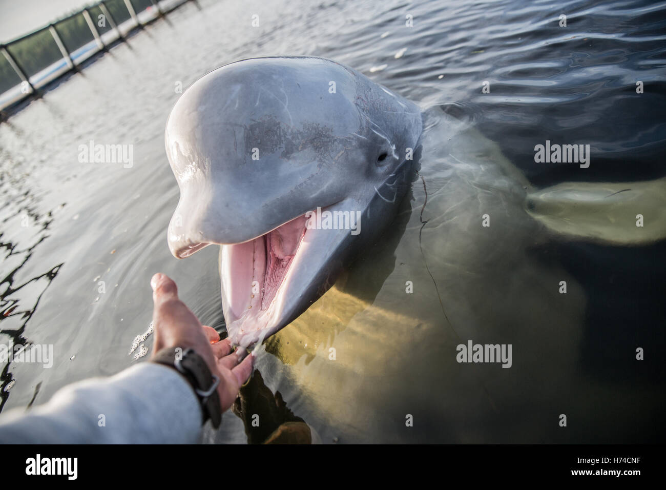 L uomo è raggiungere la mano al sorprendente balena bianca Foto Stock