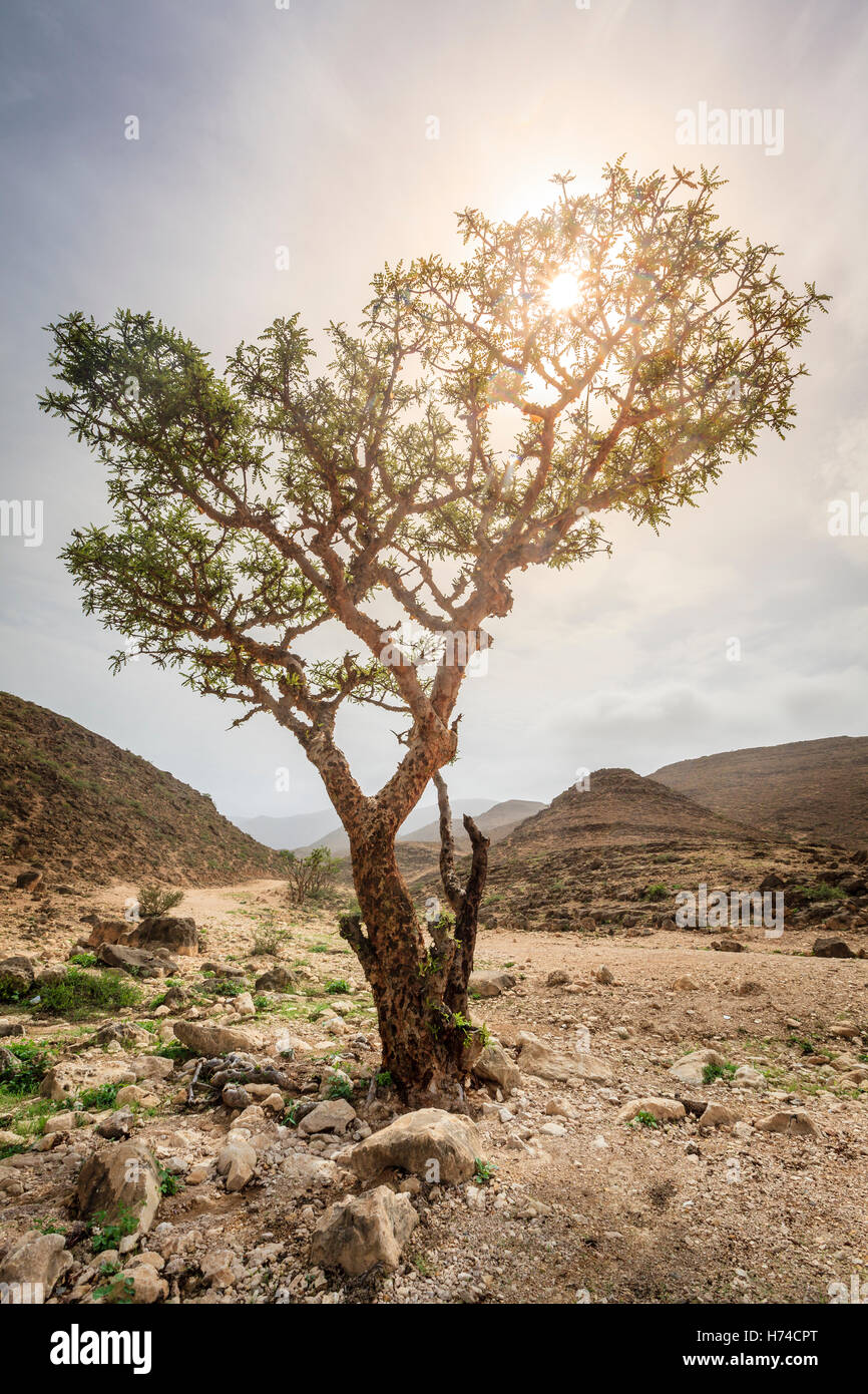 Incenso albero che cresce in un deserto vicino a Salalah, Oman Foto Stock