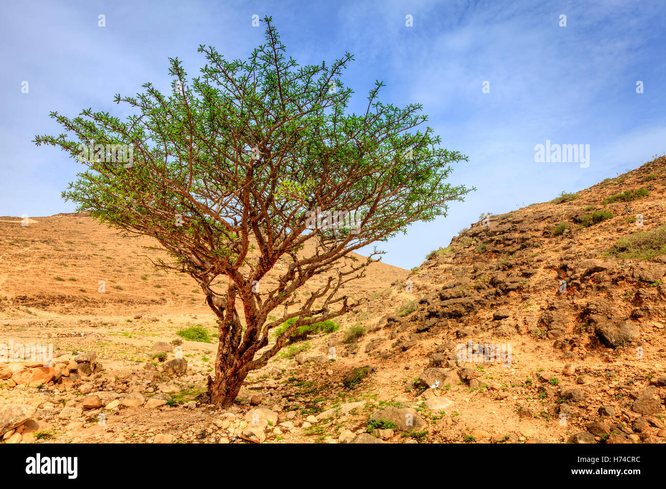 Incenso albero che cresce in un deserto vicino a Salalah, Oman Foto Stock