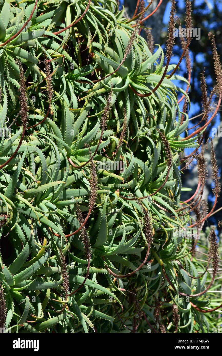 Fitta aloe vera copertura. Foto Stock