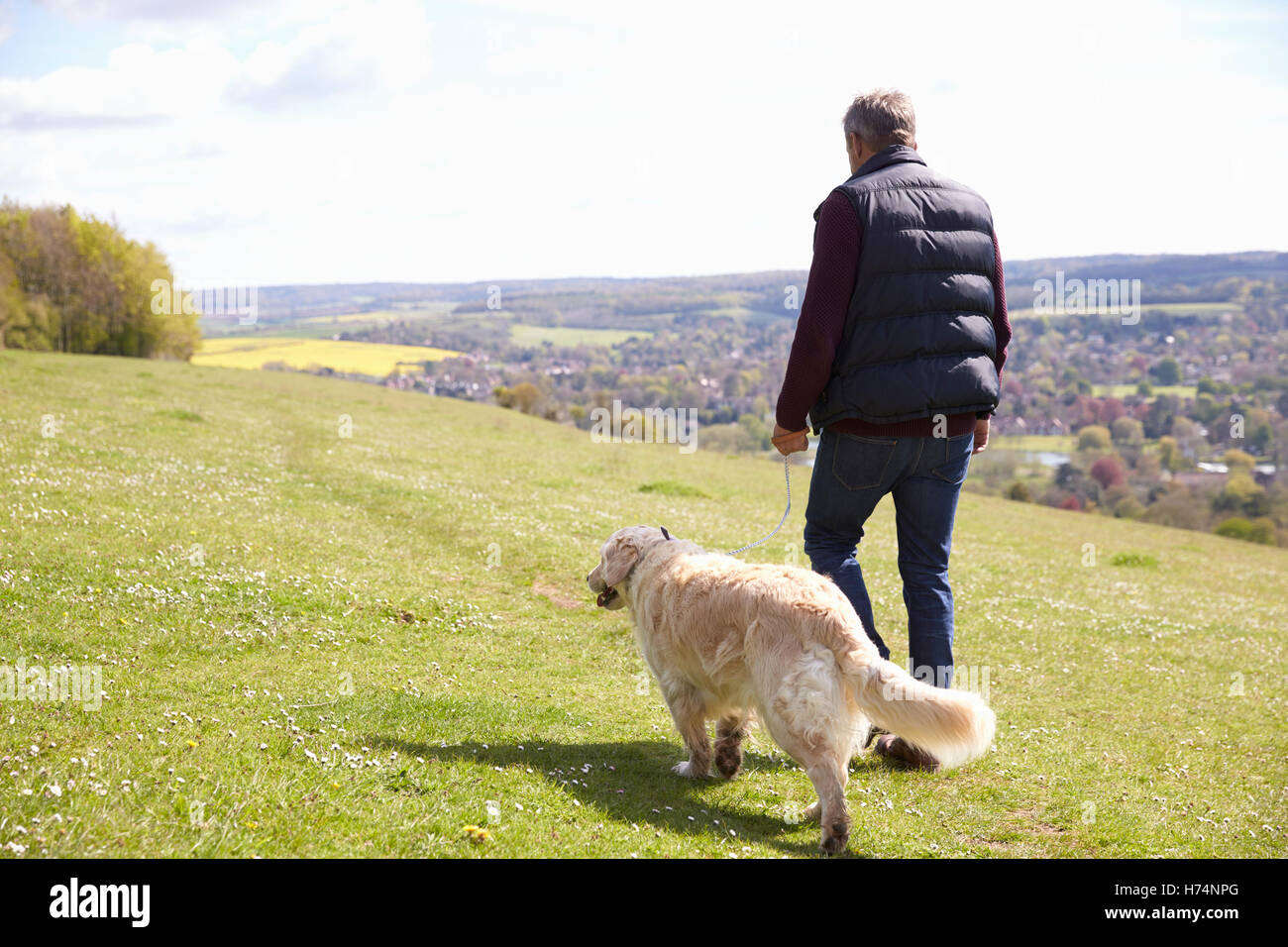 Vista posteriore dell'uomo prendendo il Golden Retriever per camminare Foto Stock