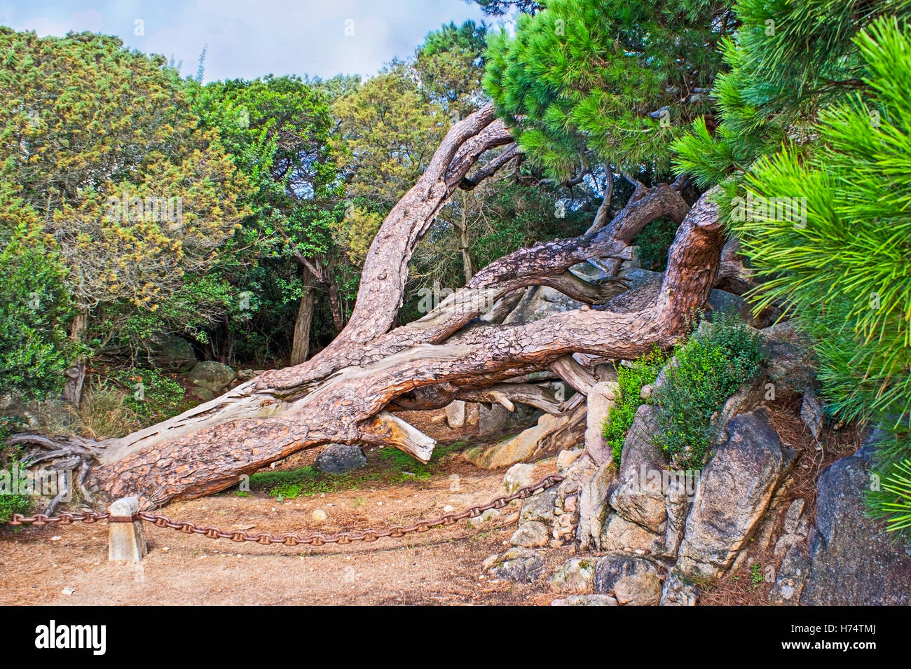 Questo vecchio pino è stato piantato da Giuseppe Garibaldi, in modo che sia protetto dalla legge come un monumento Foto Stock