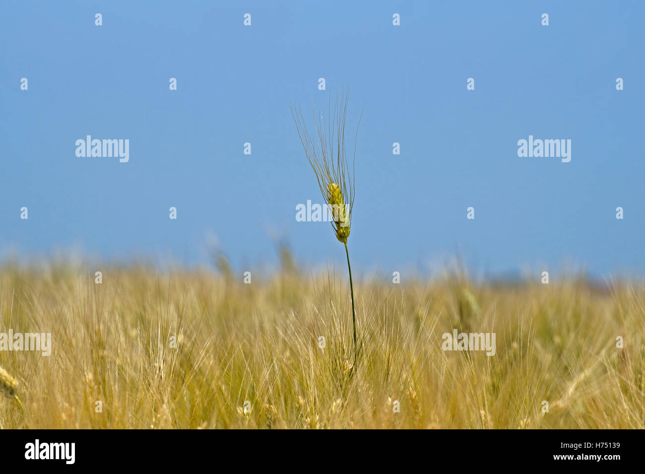Spiga del granoturco Foto Stock
