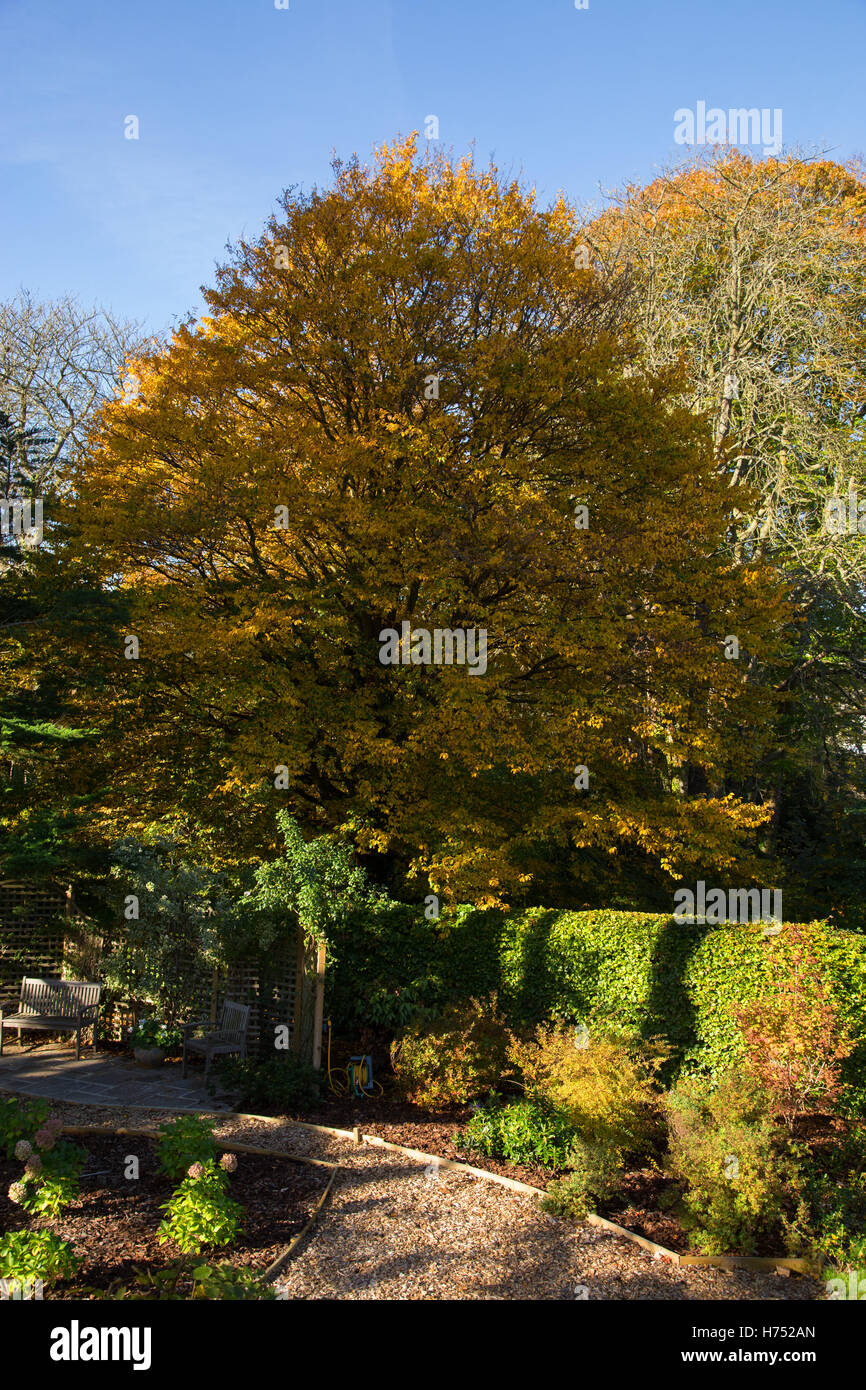 Carpino albero in piena di colori autunnali in un giardino Devon. Il carpino sono alberi di legno duro, Carpinus nella famiglia di betulla Betulaceae Foto Stock