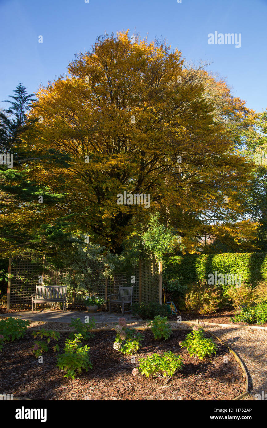 Carpino albero in piena di colori autunnali in un giardino Devon. Il carpino sono alberi di legno duro, Carpinus nella famiglia di betulla Betulaceae Foto Stock