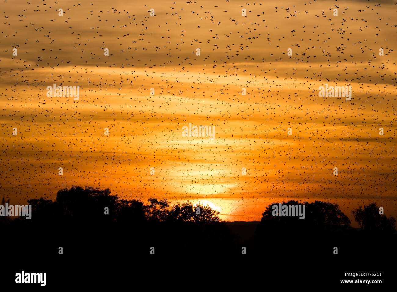 Grande Gregge di storni (Sturnus vulgaris) nella parte anteriore del tramonto. Murmuration al crepuscolo riempie il cielo con un enorme numero di uccelli Foto Stock